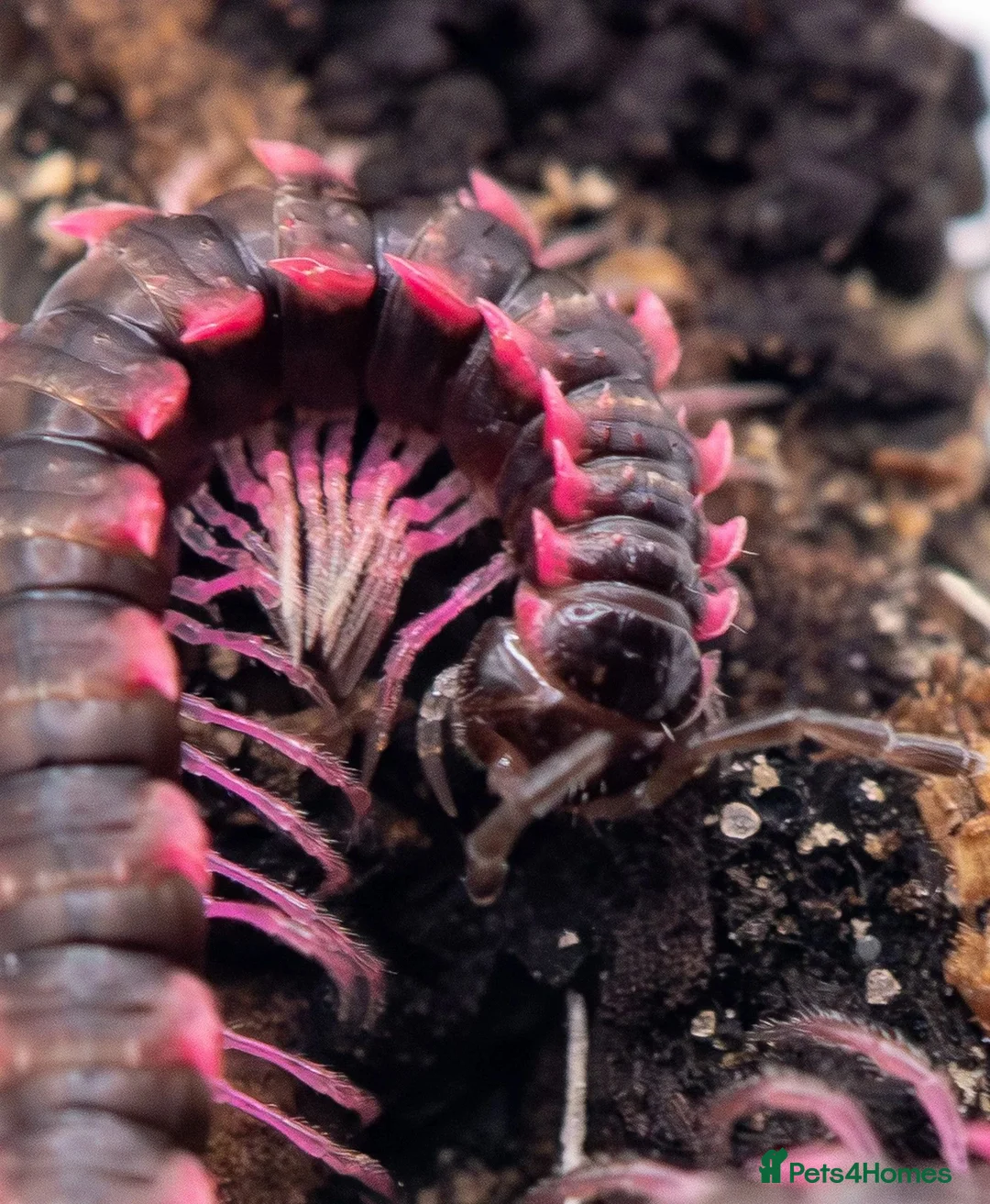 Millipedes invertebrates for sale: Pink Dragon Millipedes For Sale - Advert 1