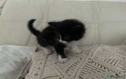 Mixed Breed cats for sale: 4 black + white mixed kittens - Image 2
