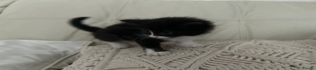 Mixed Breed Kitten 2