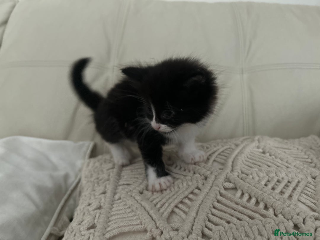 Mixed Breed cats for sale: 4 black + white mixed kittens - Image 2
