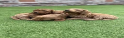 Cockapoo dogs for sale: Adorable Cockapoo puppies  - Advert 6