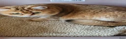 British Shorthair cats for sale:  ✨ Golden British Shorthair Female ✨ - Advert 2