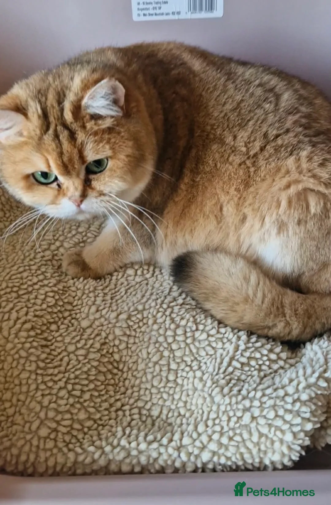 British Shorthair cats for sale:  ✨ Golden British Shorthair Female ✨ - Advert 2