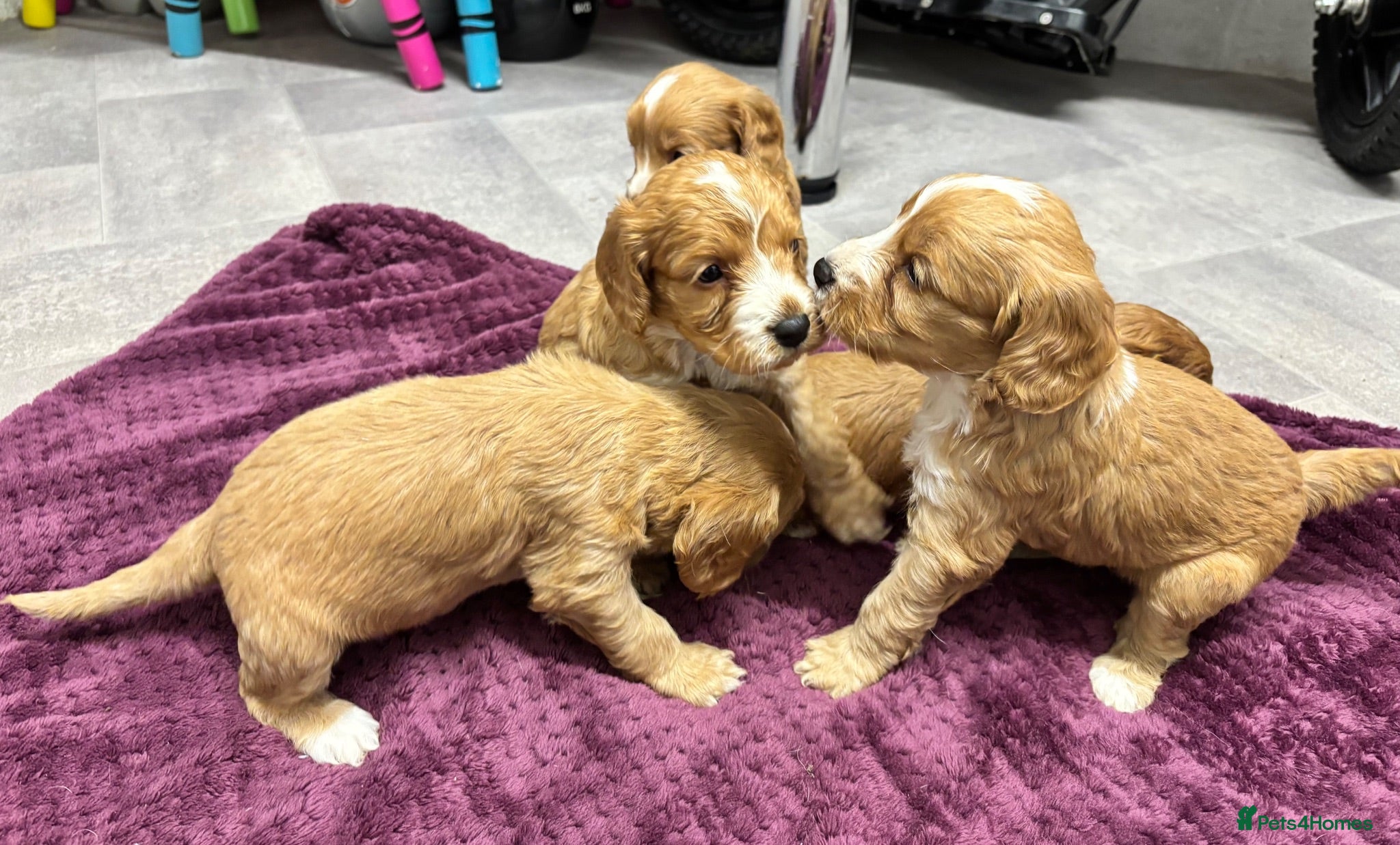 Cockapoo dogs Beautiful cockapoos - Advert 2