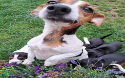 Mixed Breed dogs for sale: Jack Russell and Coker Spaniel  - Image 17