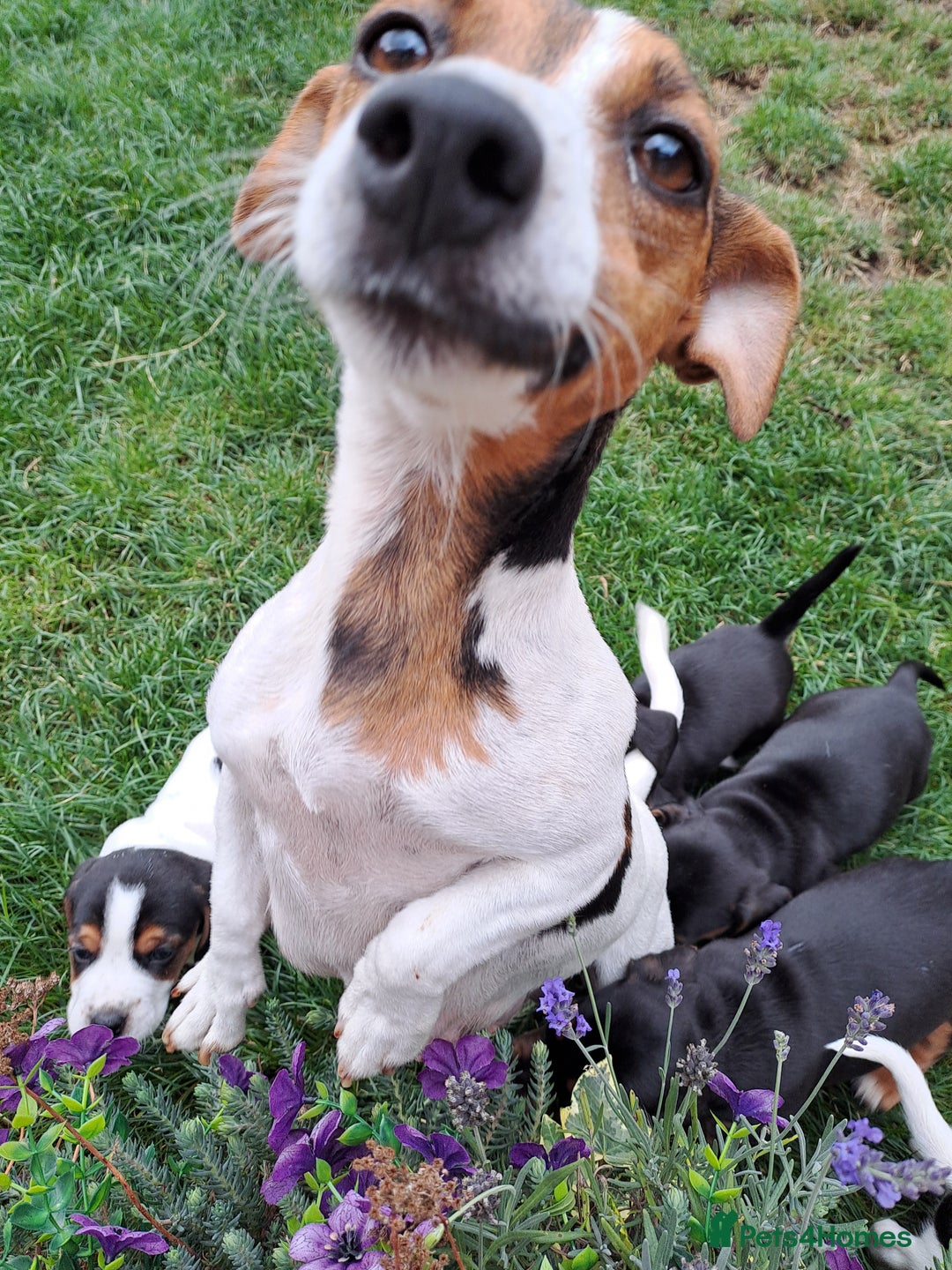 Mixed Breed dogs for sale: Jack Russell and Coker Spaniel  - Image 17