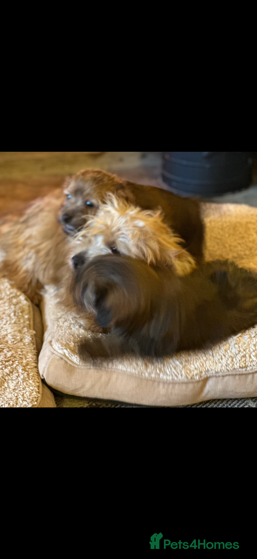 Norfolk Terrier dogs for sale: Stunning kc reg norfolk terrier boys  - Advert 15