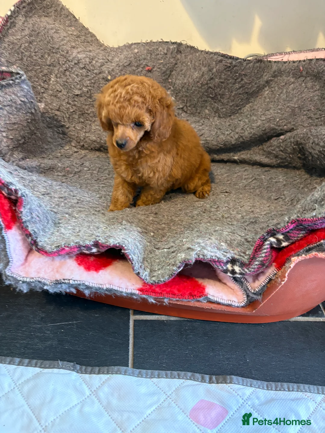 Toy Poodle dogs for sale: ⭐️ Licensed Breeder ⭐️ Red Toy Poodle  in Stoke-on-Trent - Advert 8