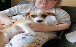 Mixed Breed dogs for sale: Boy puppies  - Image 12
