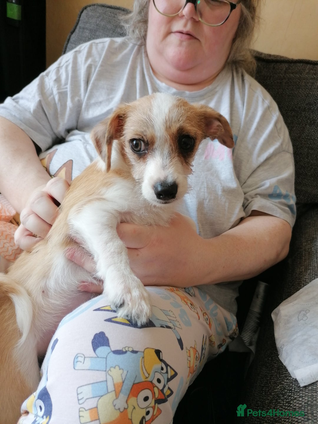 Mixed Breed dogs for sale: Boy puppies  - Image 12