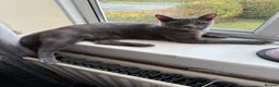 Chartreux cats for sale: Skye  - Advert 2