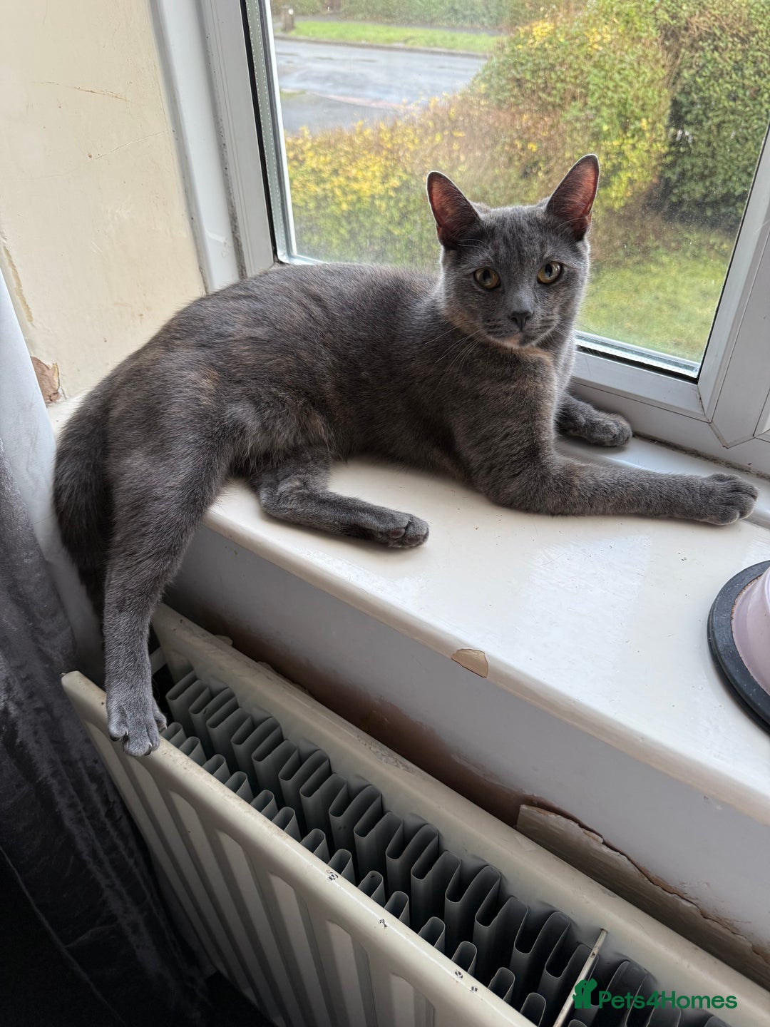 Chartreux cats for sale: Skye  - Advert 2