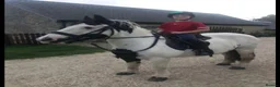 Tinker horses for sale: “Emma” Lovely Happy Hacker in York - Advert 22