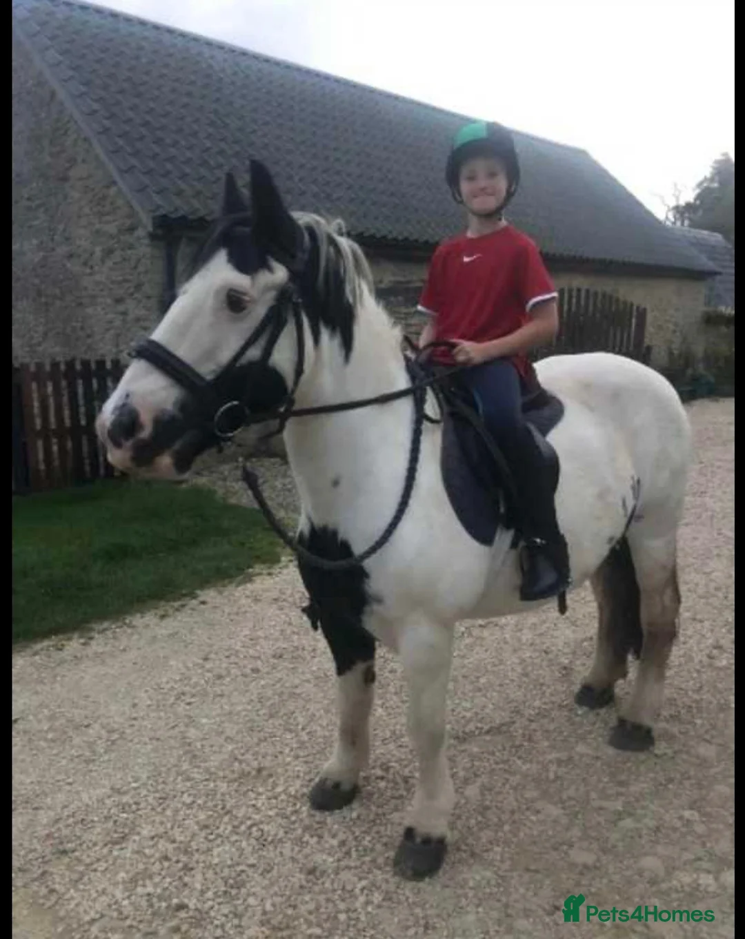 Tinker horses for sale: “Emma” Lovely Happy Hacker in York - Advert 22
