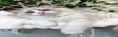 Ragdoll Kitten 1