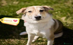 Mixed Breed dogs for adoption: 💖🐶 NINA 🐶💖 - Image 2