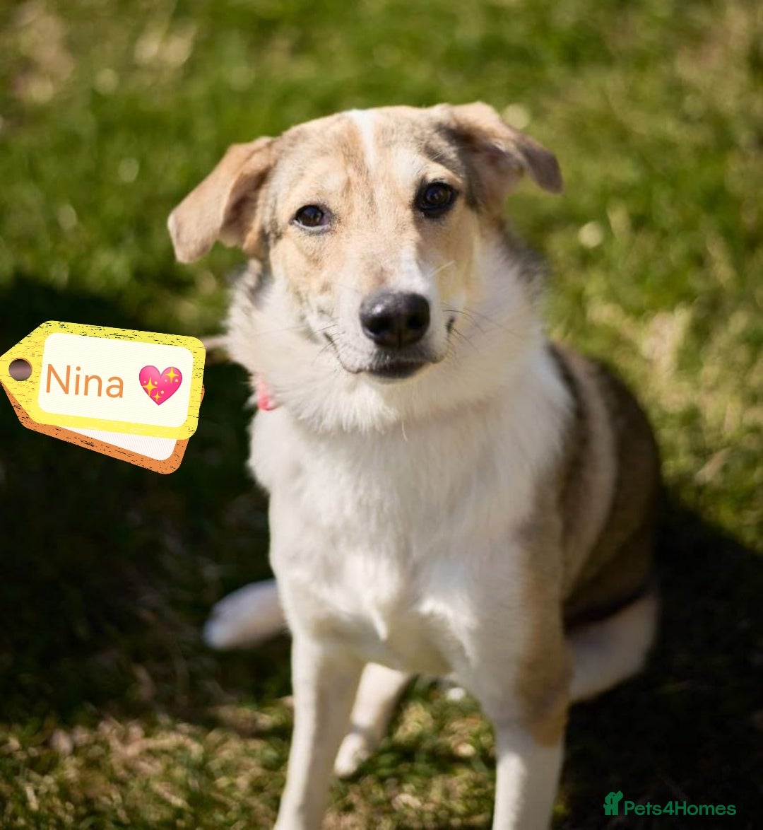 Mixed Breed dogs for adoption: 💖🐶 NINA 🐶💖 - Image 2