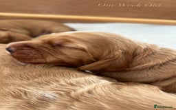 Cockapoo dogs for sale: Cockapoo Pups - Image 30