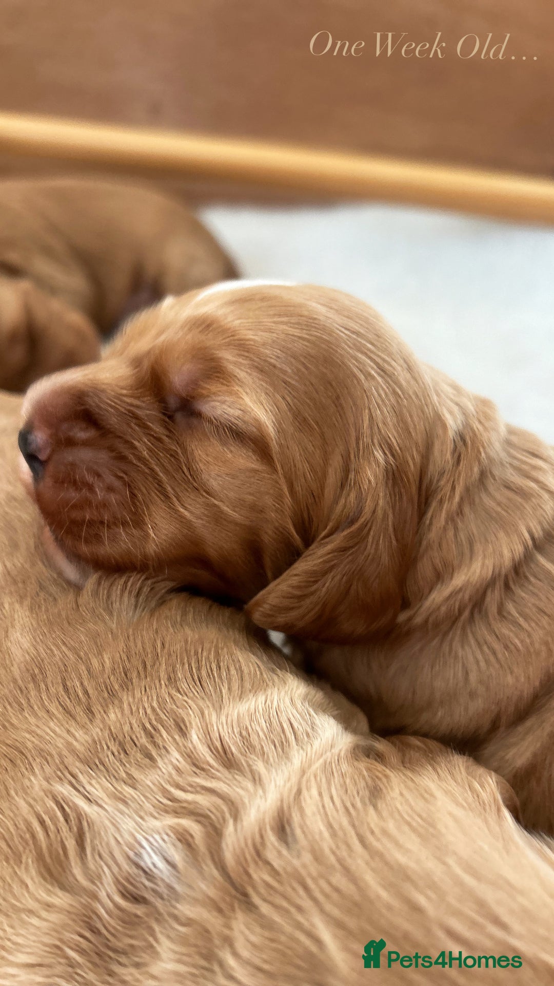 Cockapoo dogs for sale: Cockapoo Pups - Image 30