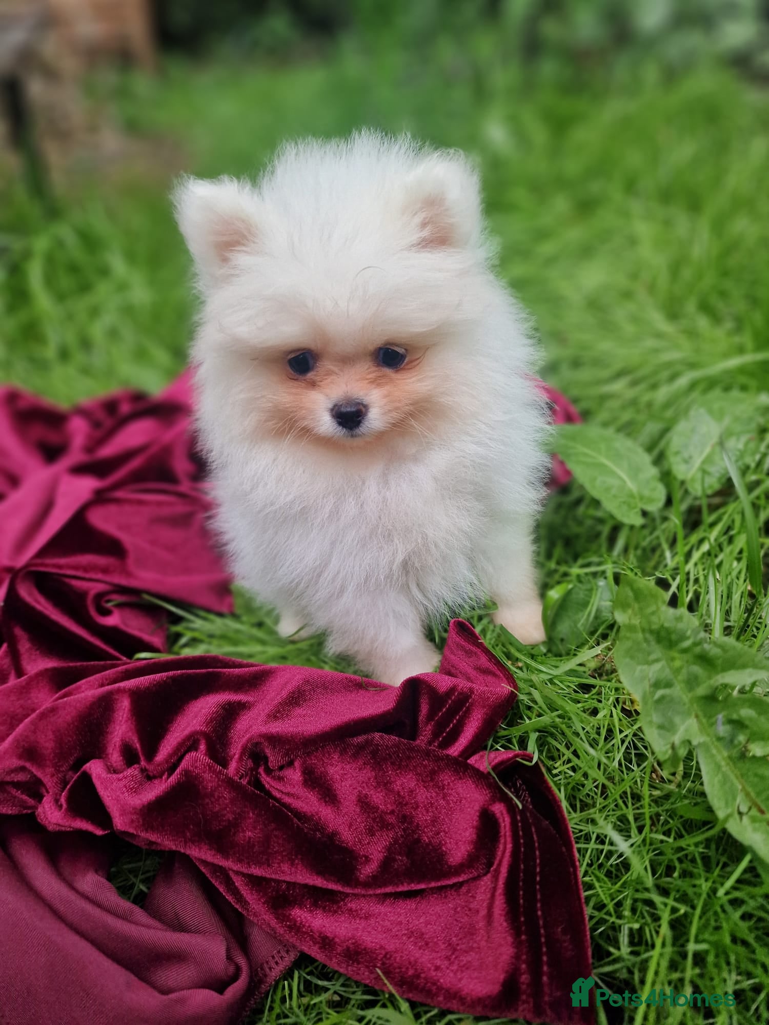 Pomeranian dogs Beautiful snow white Pomeranian puppy's  - Advert 1