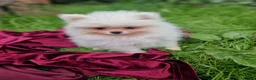 Pomeranian dogs for sale: Beautiful snow white Pomeranian puppy's  in Warrington - Advert 3