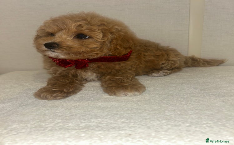 Maltipoo dogs - Advert 1