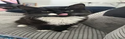 British Longhair cats for sale: 8 months kitten  in Alexandria - Advert 1