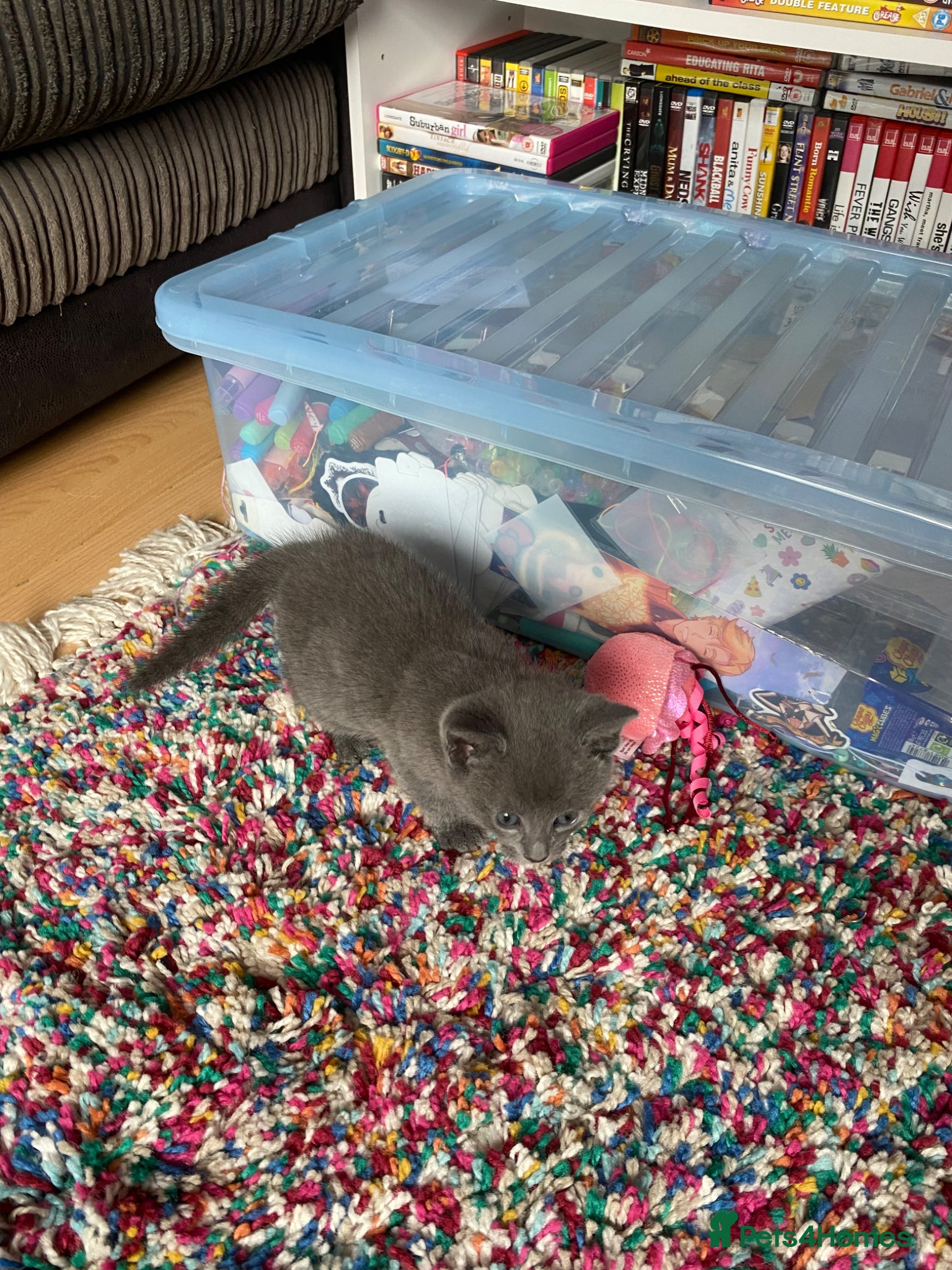 Domestic Shorthair cats for sale: Beautiful grey, grey/ginger & grey/white kittens - Advert 4