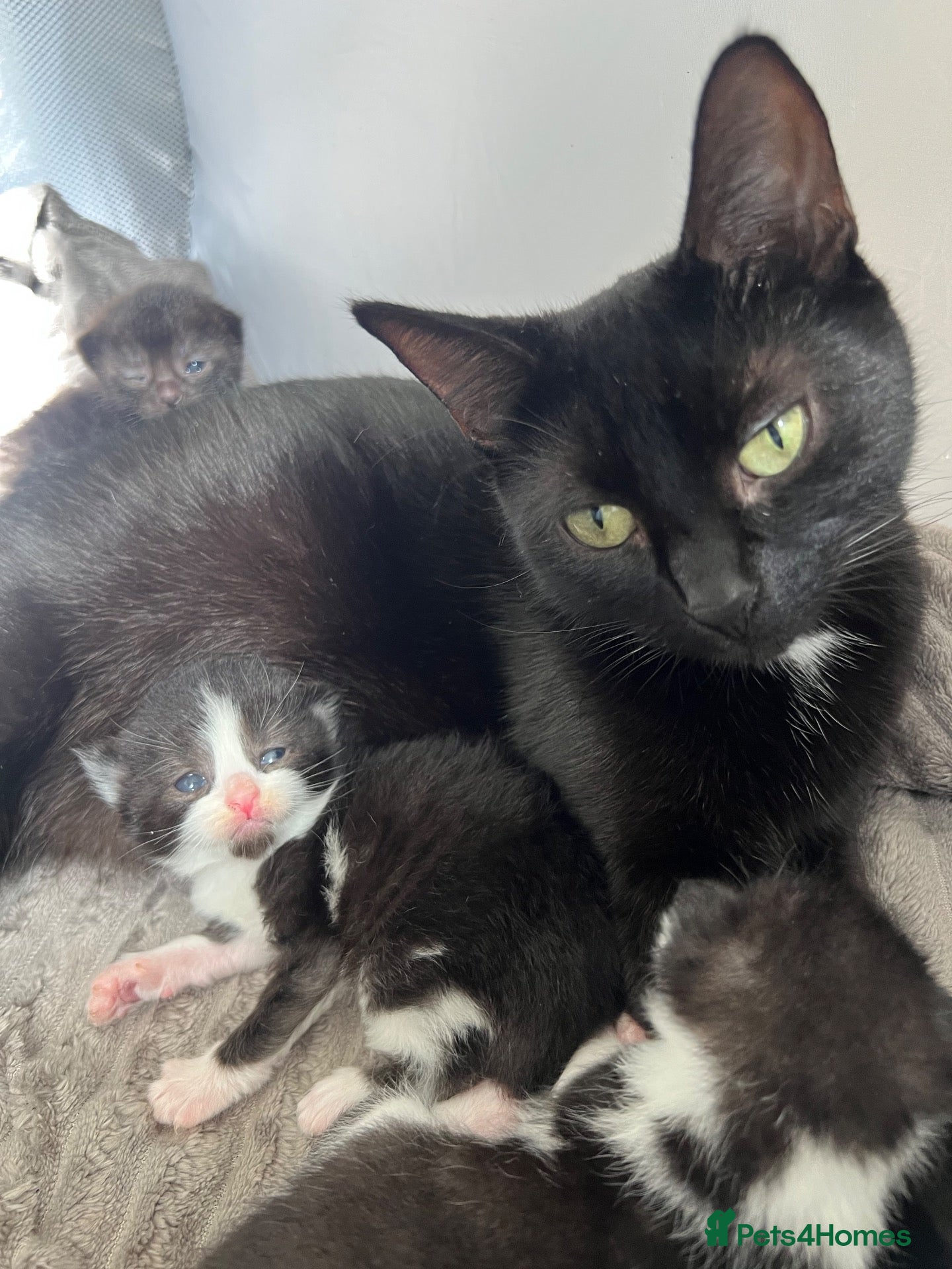 British Shorthair cats Small black female cat  - Advert 15