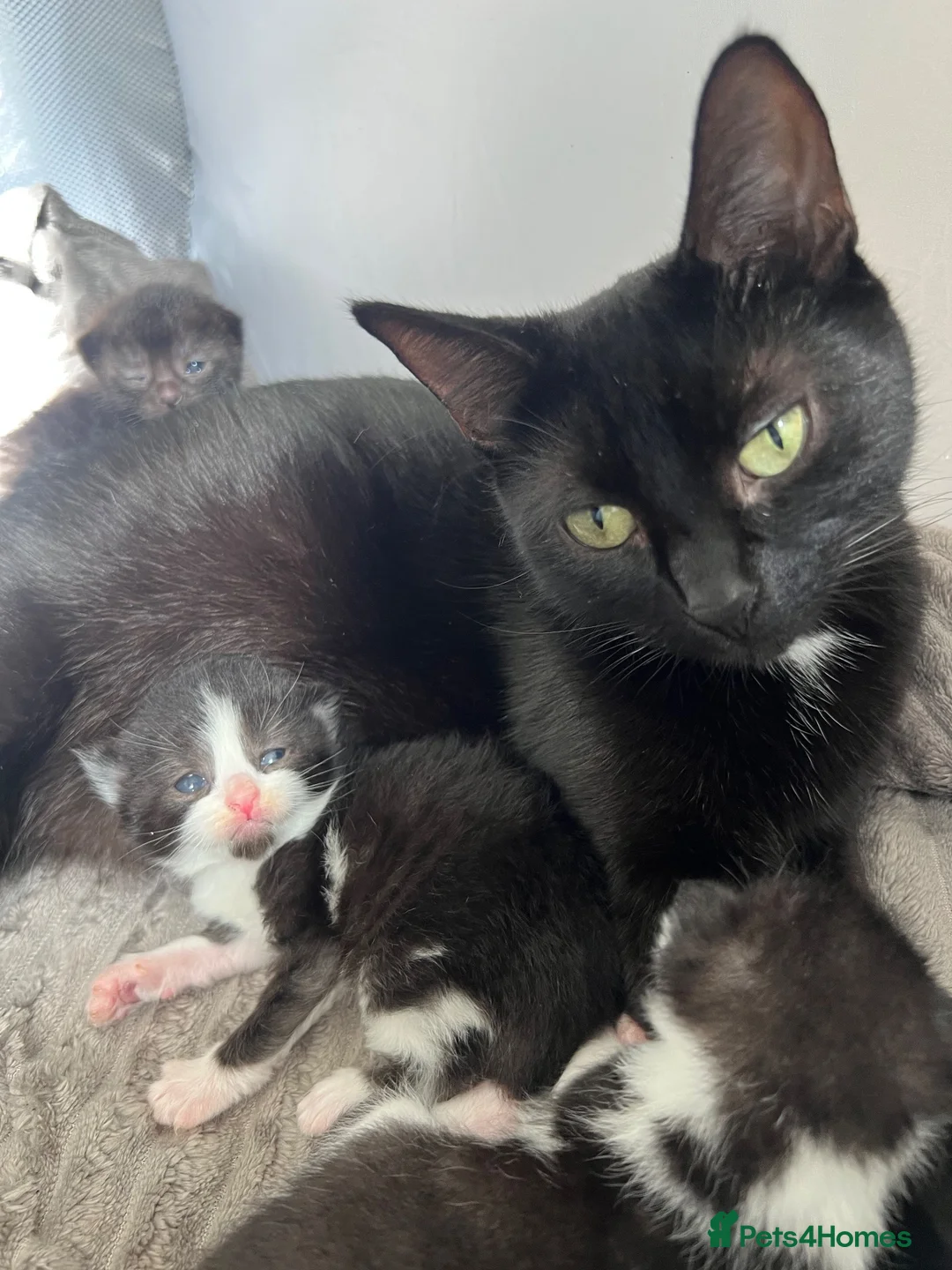 British Shorthair cats for sale: Small black female cat  in South Shields - Advert 1