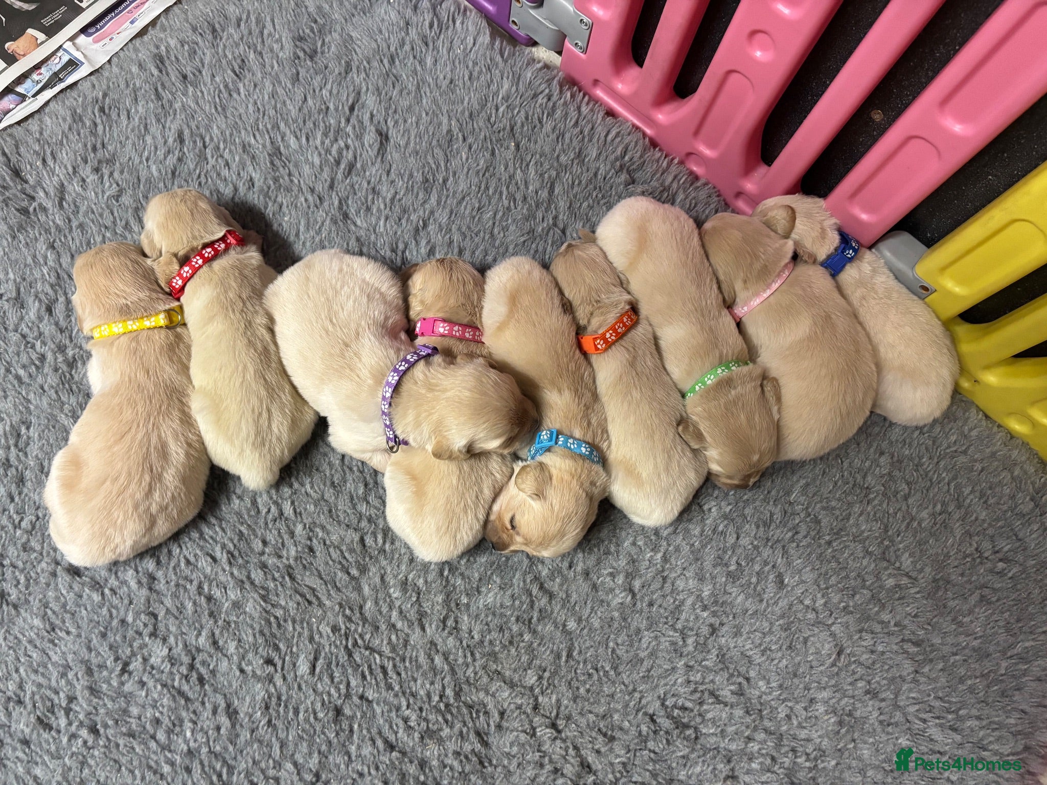 Golden Retriever dogs Beautiful Kc registered Golden Retriever puppies  - Advert 1