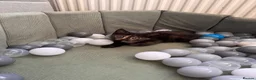 Mixed Breed cats for sale: Female kitten in Hereford - Advert 6