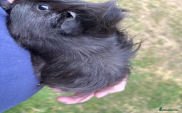 Guinea Pig rodents for sale: 4 gorgeous male guinea pigs available - Image 3