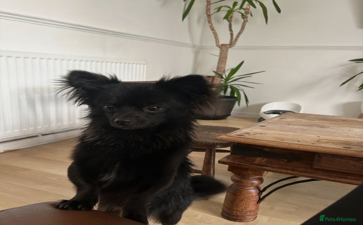 Chihuahua dogs - Advert 5