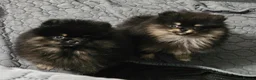 Pomeranian dogs for sale: FULLY VACCINATED.. Champion line, Pomeranian pups - Advert 17
