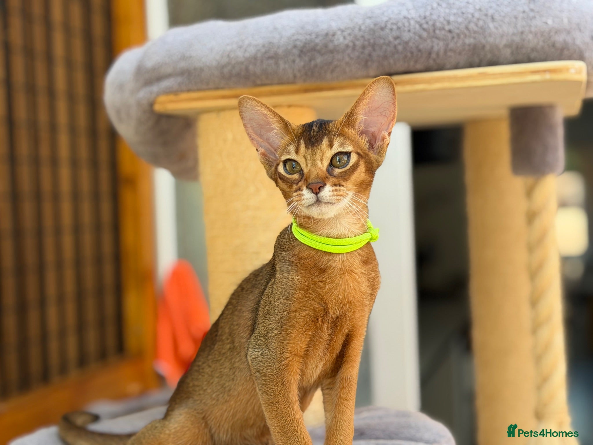 Abyssinian cats Pure breed Abyssinian kitten GCCF registered  - Advert 1