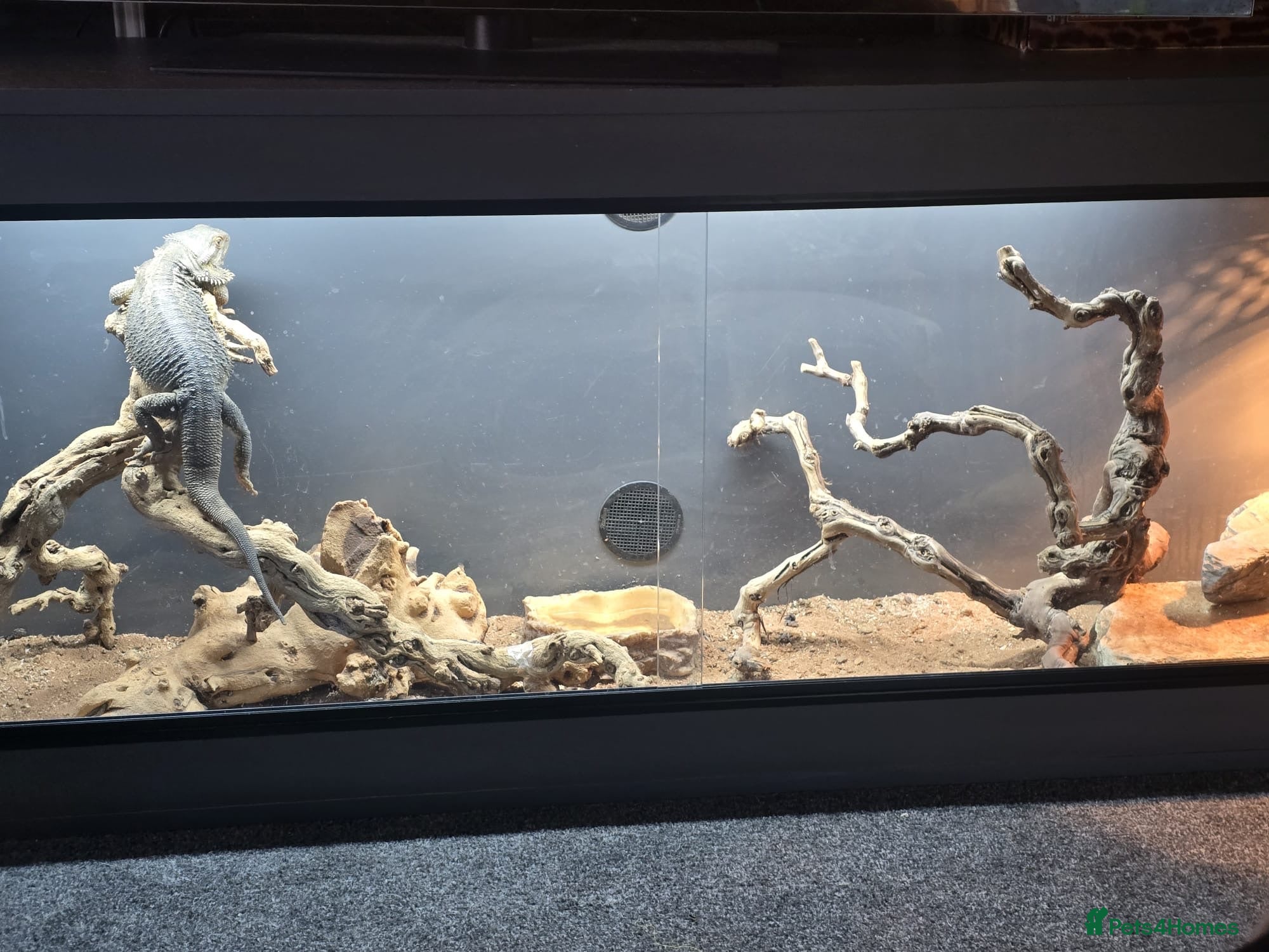 Bearded Dragon reptiles Darren - Advert 2