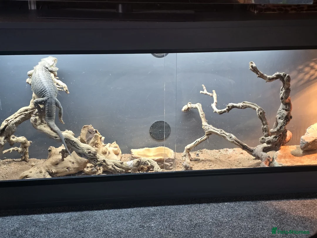 Bearded Dragon reptiles for sale: Darren in Chipping Campden - Advert 2