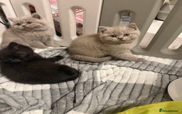 British Shorthair cats for sale: Beautiful British shorthair champion bloodlines - Image 37