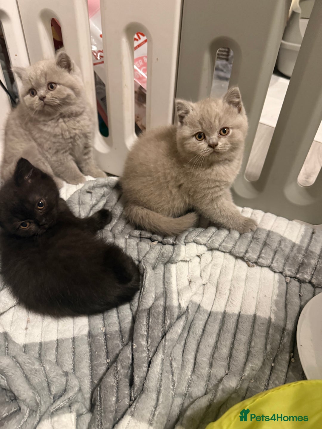 British Shorthair cats for sale: Beautiful British shorthair champion bloodlines - Image 37