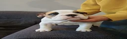 English Bulldog dogs for sale: Bulldog pups  - Advert 2
