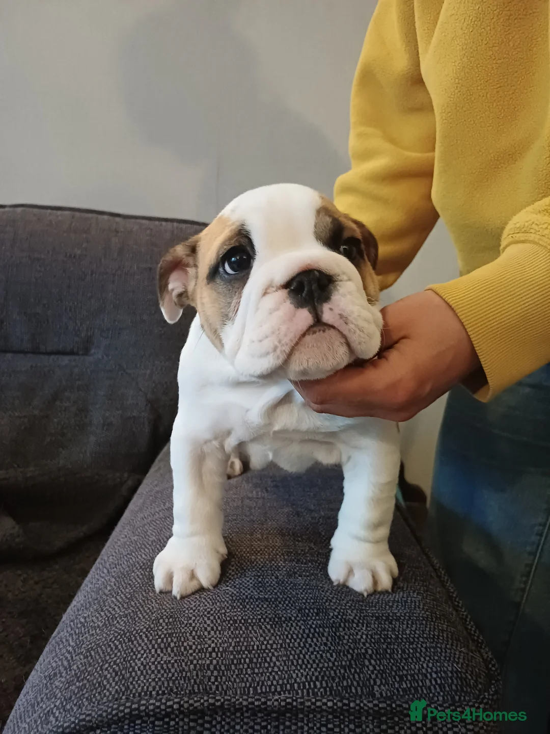 English Bulldog dogs for sale: Bulldog pups  - Advert 2