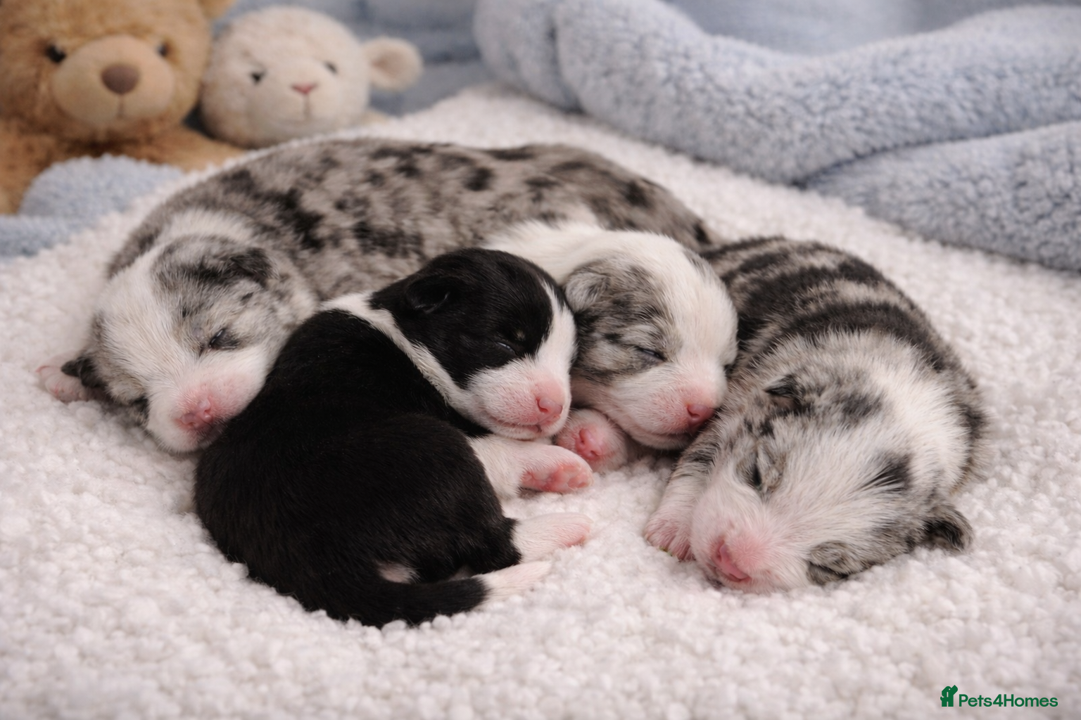 Border Collie dogs 🐾 Adorable Home-Reared Border Collie Puppies 🐾 - Advert 1