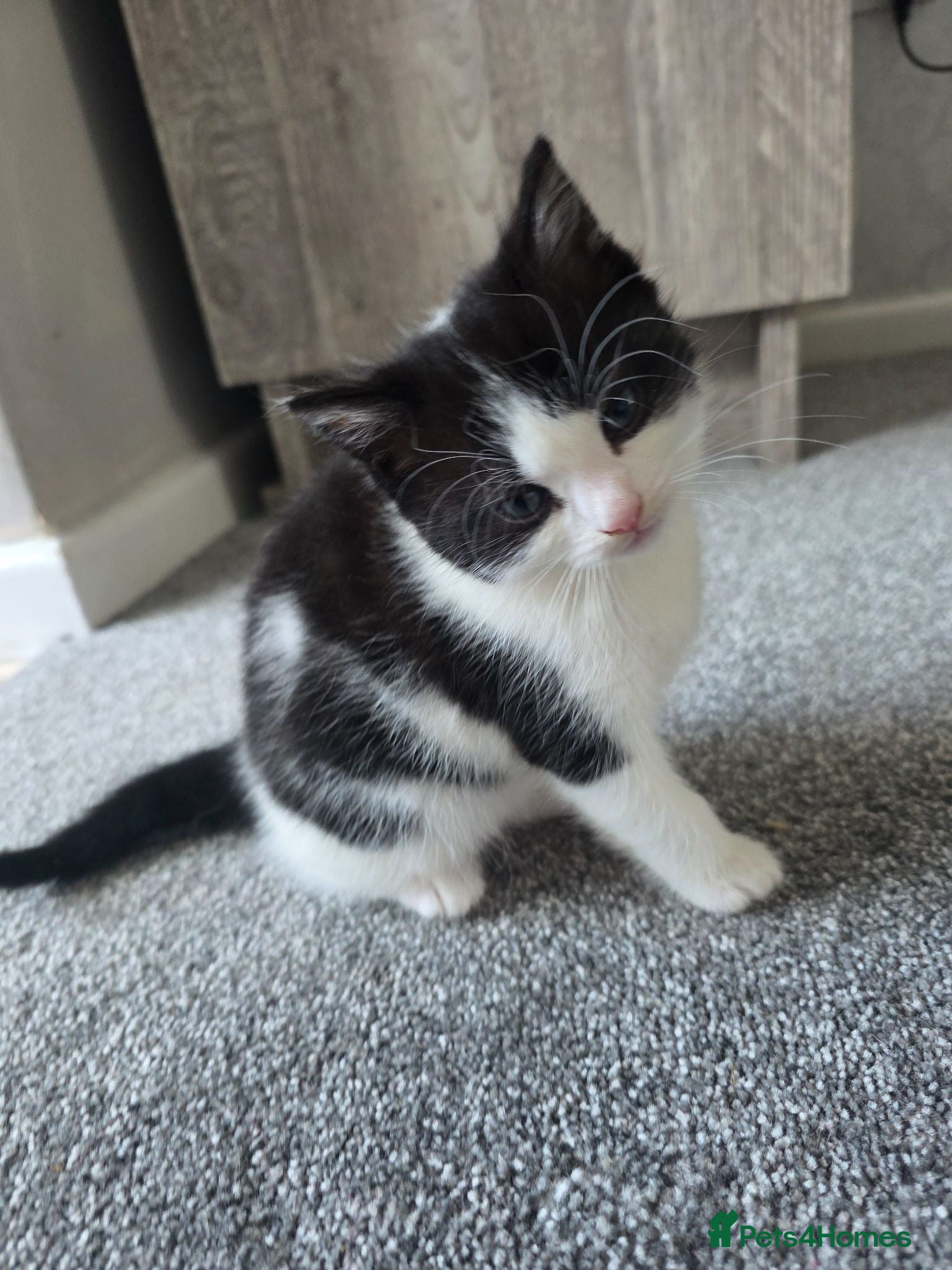 Mixed Breed cats Beautiful litter of Female Kittens Mixed breed  - Advert 11