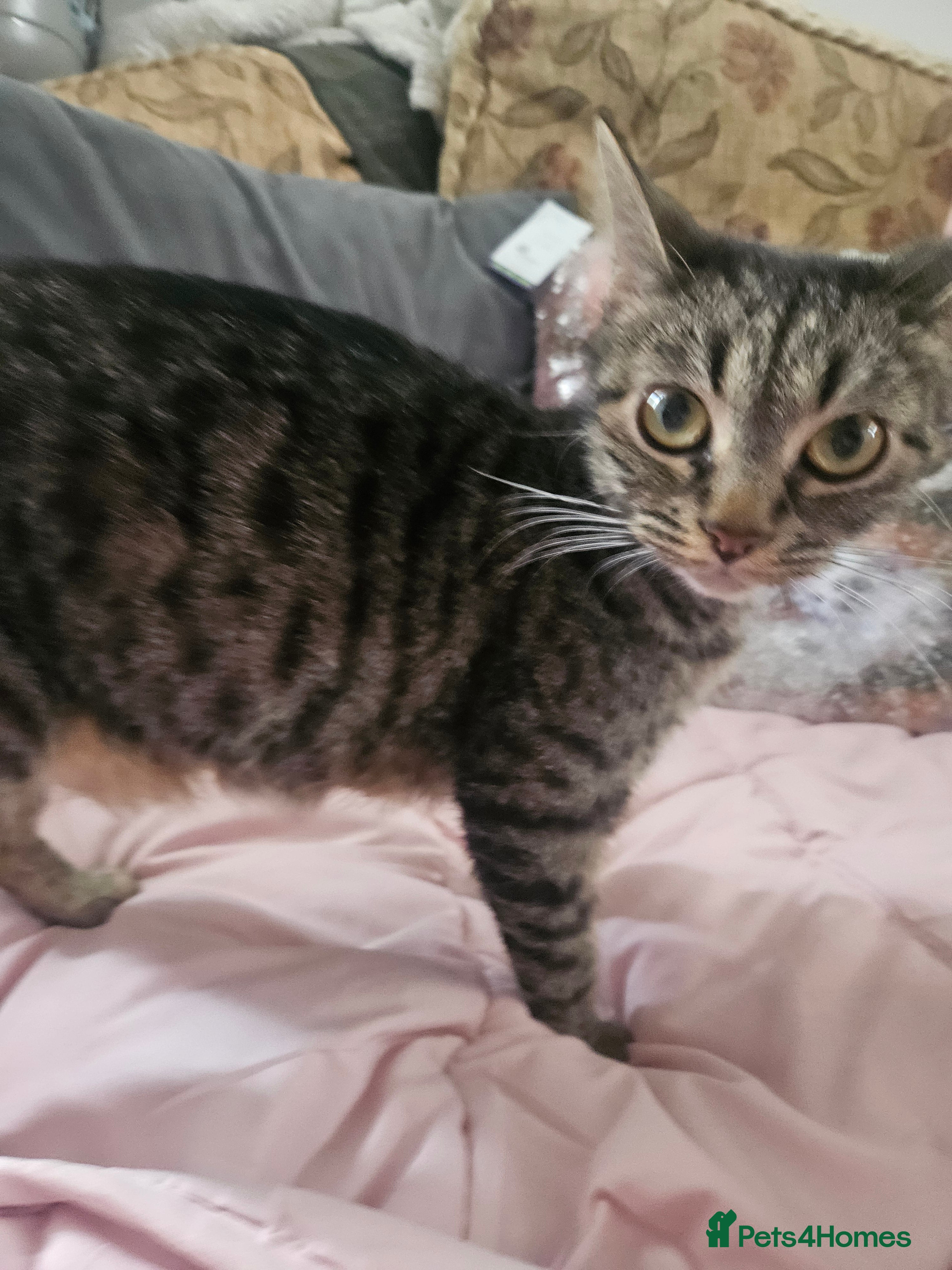 Mixed Breed cats 5 beautiful kittens  - Advert 2