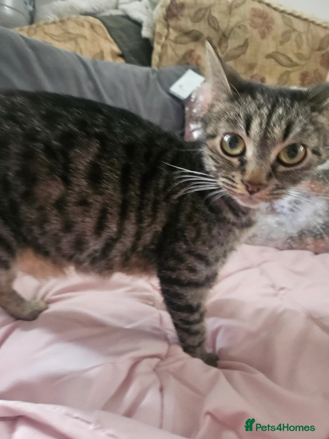 Mixed Breed cats for sale: 5 beautiful kittens  in Hemel Hempstead - Advert 2