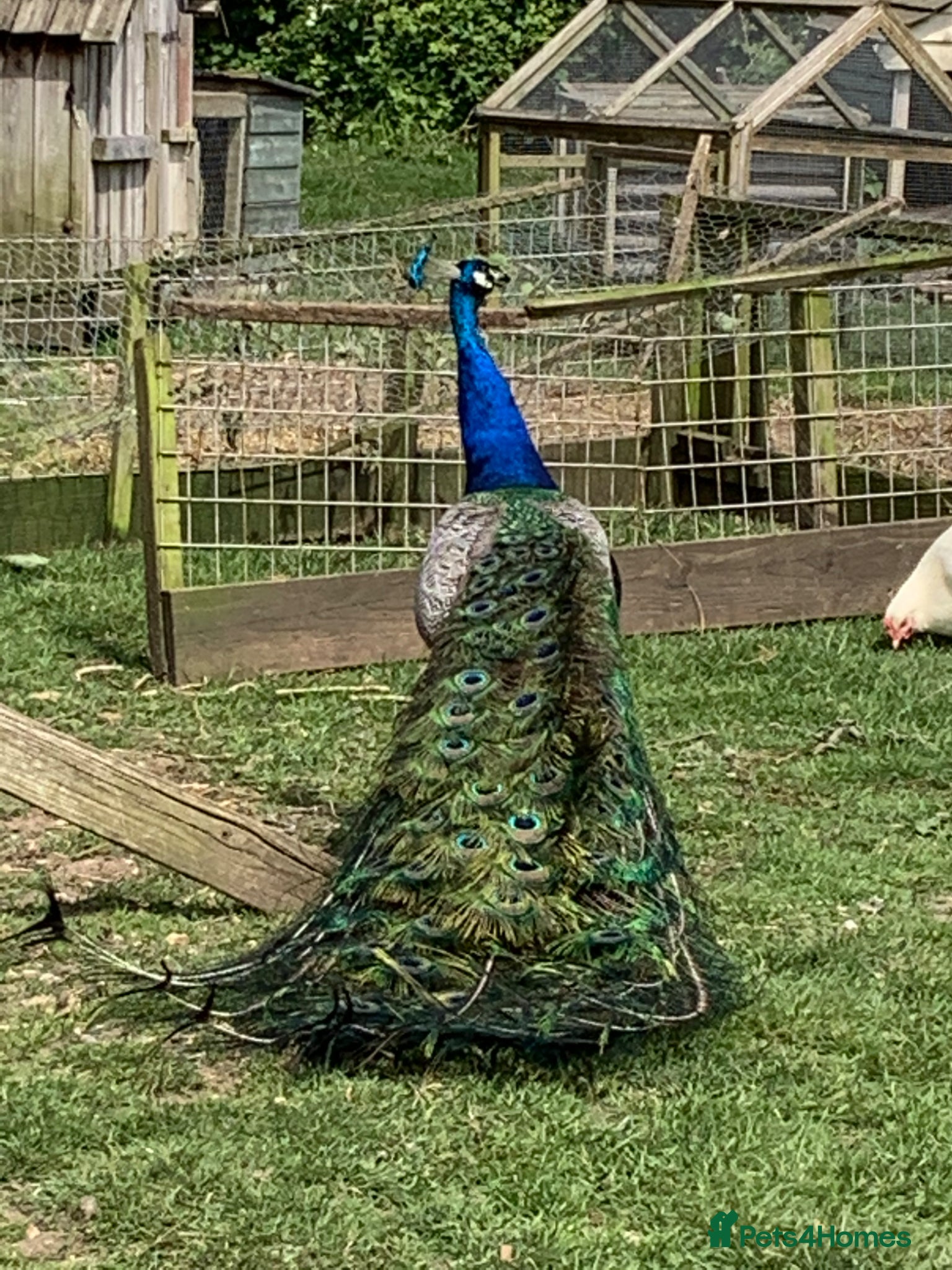 Peafowl poultry 7 Peafowl - Advert 2