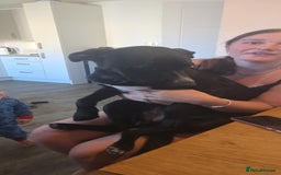 Mixed Breed dogs for sale: 9 month old  - Image 1