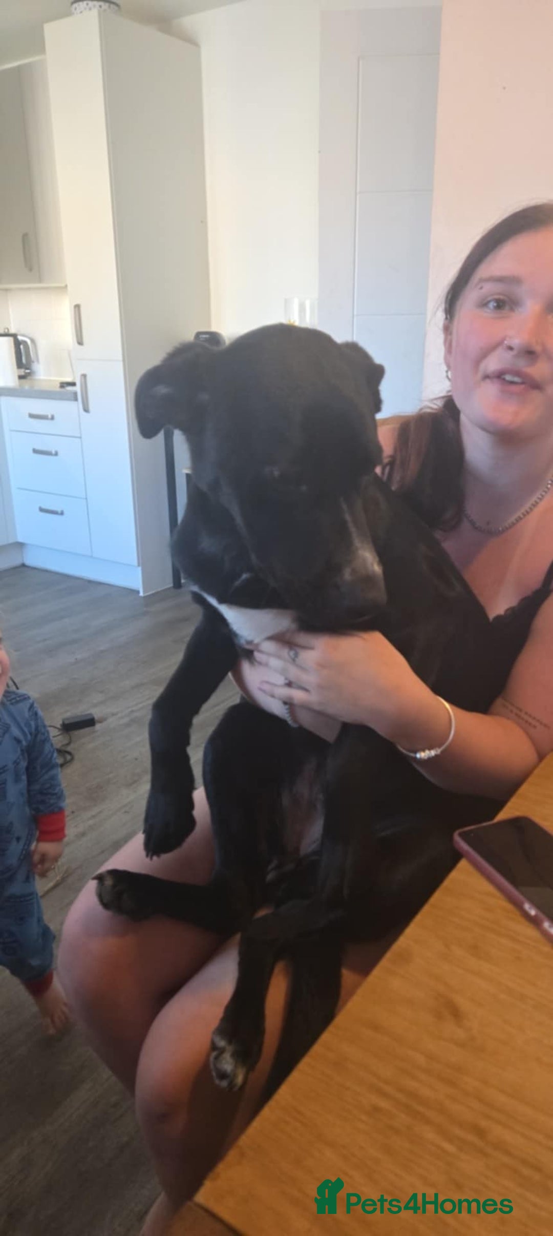 Mixed Breed dogs for sale: 9 month old  - Image 1
