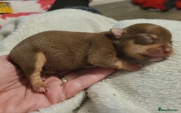 Chihuahua dogs for sale: Smooth coat chihuahua  - Image 17